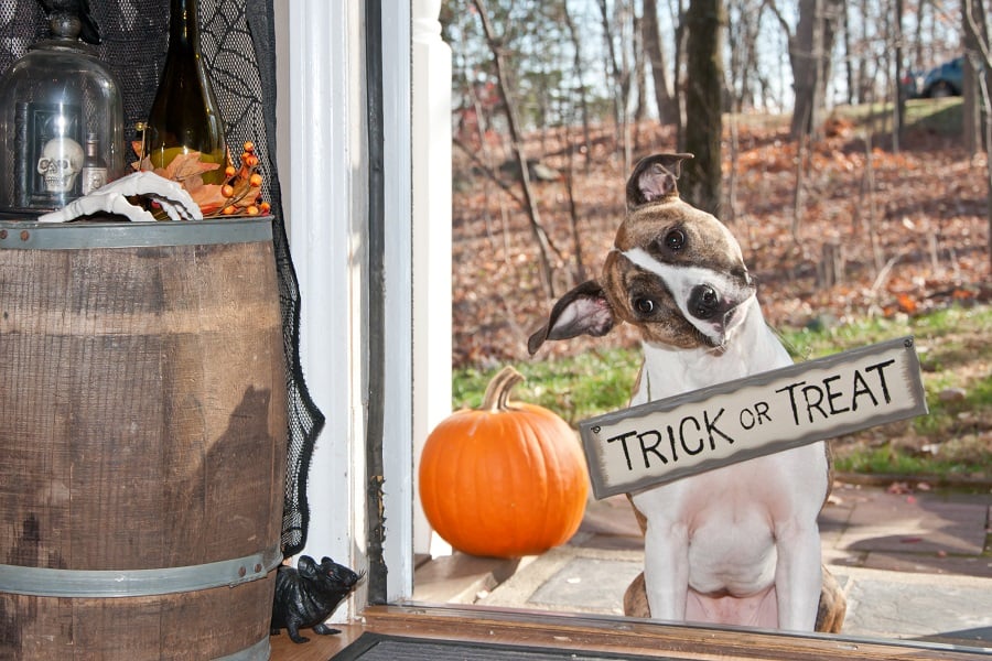 Trick or Treat? 5 Common Travel Deals Too Spooky to Be True